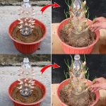 Grow Clematis – How to Plant & Care for the Queen of Vines