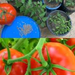White Vinegar Is A Gardener’s Best Friend. Here Are 11 Clever Uses in The Garden