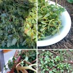 With this remedy you will not only perfume your home, but mosquitoes will never return.