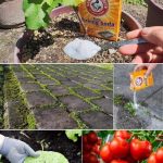 10 Best Plants To Grow For Backyard Privacy