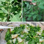 DIY Fertilizer: A Potassium-Rich Organic Supplement for Your Plants