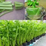 Why Dandelion Roots are the Most Important Part of the Plant
