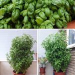 Baking Soda Is A Gardener’s Best Friend – Here Are 14 Nifty Uses In The Garden