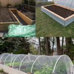 A Comprehensive Guide to Cultivating Sweet Potatoes in Soil Bags
