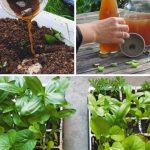 How to Grow Ginger at Home to Have an Endless Supply of It