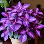 11 self seeding plants you never need to worry about planting again