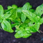 Orchid will grow in just a few weeks : The Secret Mixture for Rapid Orchid Growth