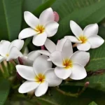 Transform Your Laundry Routine with Natural Whitening Agents