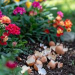 Medicinal Plants: Nature’s Pharmacy in Your Home