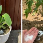 Lamb’s Quarters/Wild Spinach: The Underestimated Superfood with Maximum Health Benefits