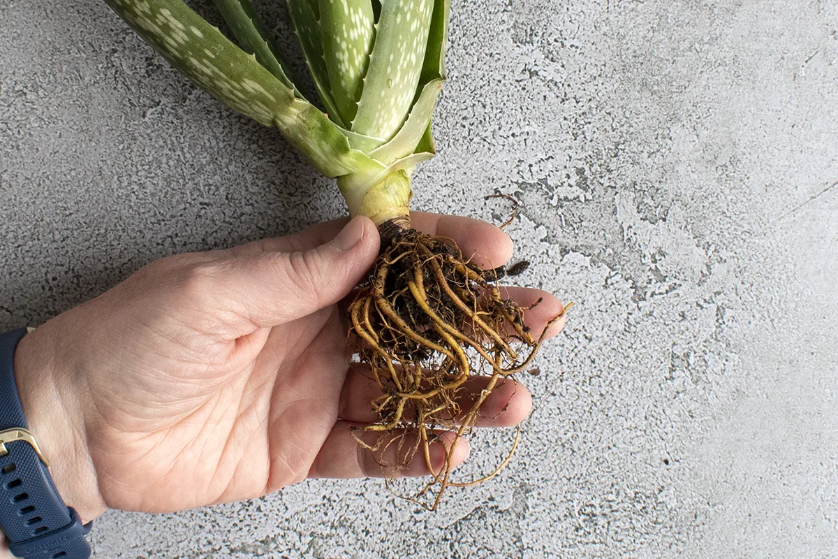 Hand holding the exposed roots of an aloe plant.