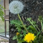 How to Regrow Celery at Home from Scraps – No Garden Needed