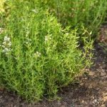 Get Snake Plant to Flower