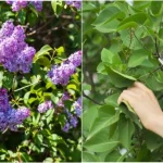 10 Best Plants To Grow For Backyard Privacy