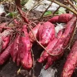 Cultivating Harmony with Nature: The No-Till Garden Approach