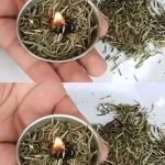 How to Grow Rosemary from Cuttings in Water and Transplant Them into Pots