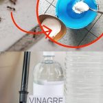 Why Keeping Ginger in Your Car Could Be a Lifesaver