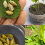 Promoting the Growth of Peppers: Unique Perspectives for Home Cultivation