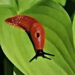 This Plant is a Blessing from God: It Repels Mice, Spiders, and Other Insects from Your Home