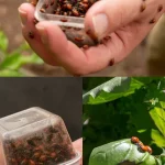4 Effective Strategies to Welcome Earthworms into Your Garden