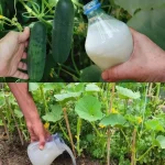 Step-by-Step Guide: How to Grow a Thriving Pomegranate Tree from Seeds in a Pot