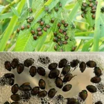 I Bought 600 Live Ladybugs to Release Into My Backyard. Here’s Why.