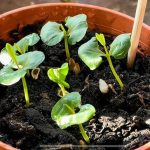 Baking Soda is a Gardener’s Best Friend: 10 Clever Uses in the Garden