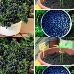 I had no idea! Gotta do this for my entryway