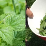From Weed to Feast: Unlocking the Nutritional Power of Purslane