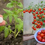 33 Gardening Hacks That Will Help You More Than You Think