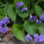Boiling Garlic for Natural Plant Protection: A Simple and Effective DIY Solution