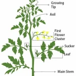Grow Your Own Lime Trees: 10 Step-by-Step from Leaves to Fruition