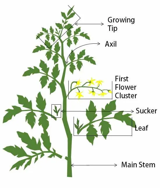 Pruning Tomatoes