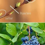 Baking Soda Tip to Get Rid of Ants