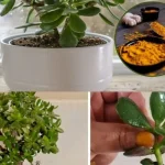 Use Grandma’s 3-Day Cleanse to Revitalize Your Liver