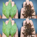 How to Get Rid of Cockroaches in Your Home