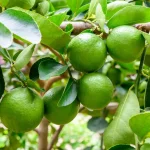 How to Grow Juicy Tomatoes: Mastering Pruning for Optimal Growth