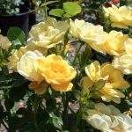 Euphorbia Hirta (Asthma-plant): Traditional Uses and Applications
