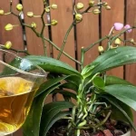 Crafting a Lovely Plastic Bottle Potted Plant for Your Small Garden