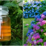 How & When to Prune Blueberry Bushes for Huge Harvests