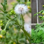 Euphorbia Hirta (Asthma-plant): Traditional Uses and Applications