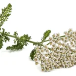 7 Powerful Houseplants That Eliminate Mold Spores