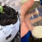 Mastering Cucumber Cultivation: From Seedling to Harvest