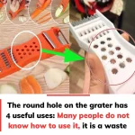 Natural Ways to Keep Cockroaches Away: The Power of Plants