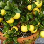 How to Trigger Your Christmas Cactus to Bloom: A Step-by-Step Guide