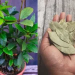 15 Top Gardening Hacks to Take Your Garden to the Next Level