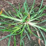How to Eliminate Weeds in Just 10 Minutes Using a Simple and Natural Method