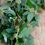 Never pick basil leaves in this way: it kills them instantly