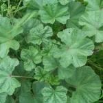 Euphorbia Hirta : The secret nobody will never tell you ~ thank me later