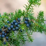 Gardening for Mental Health: The Healing Benefits